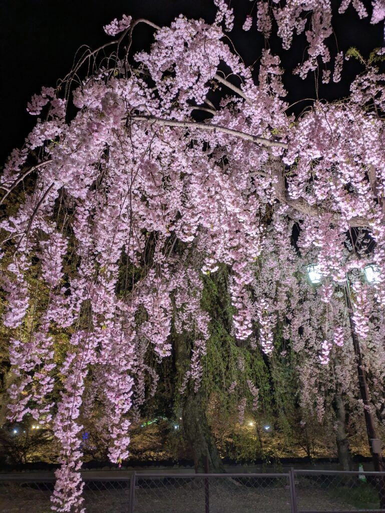 さくらまつり弘前 しだれ桜