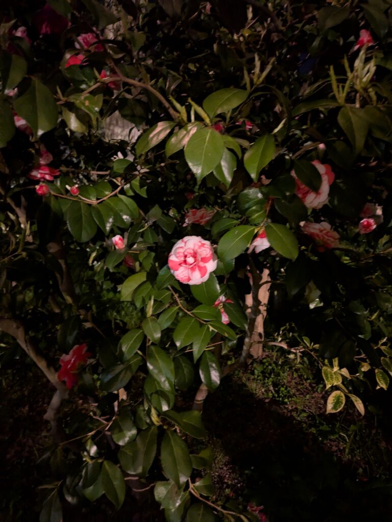 ボタン 弘前さくらまつり