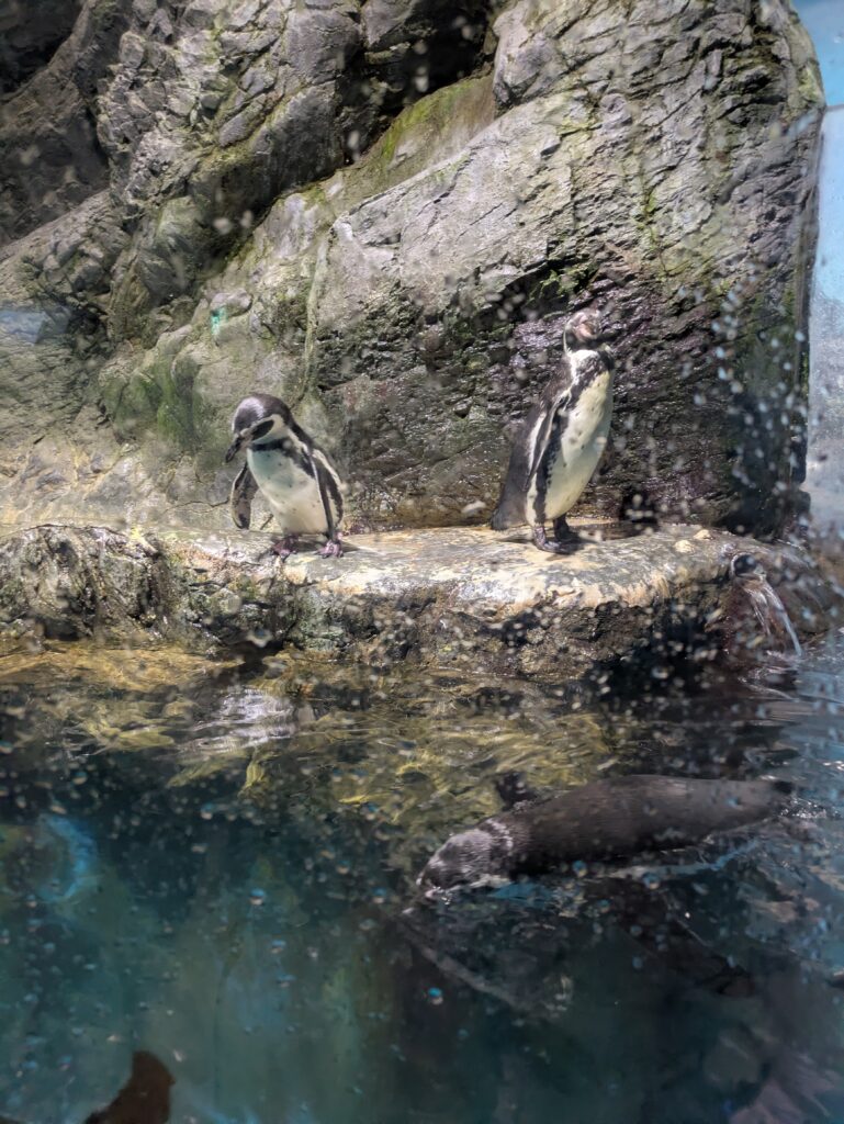 浅虫水族館　ペンギン
