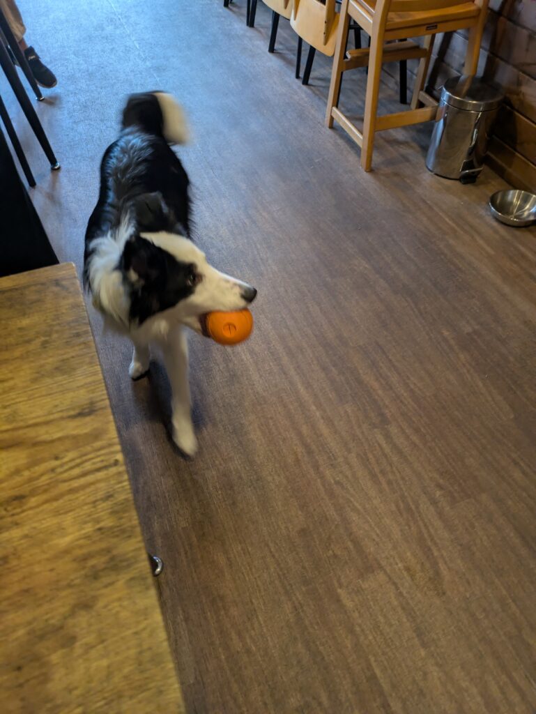 カフェドギーズ　看板犬
