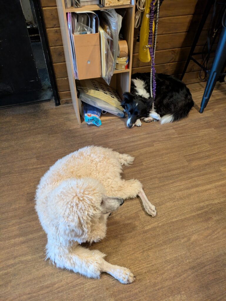 doggys-cafe-misawa