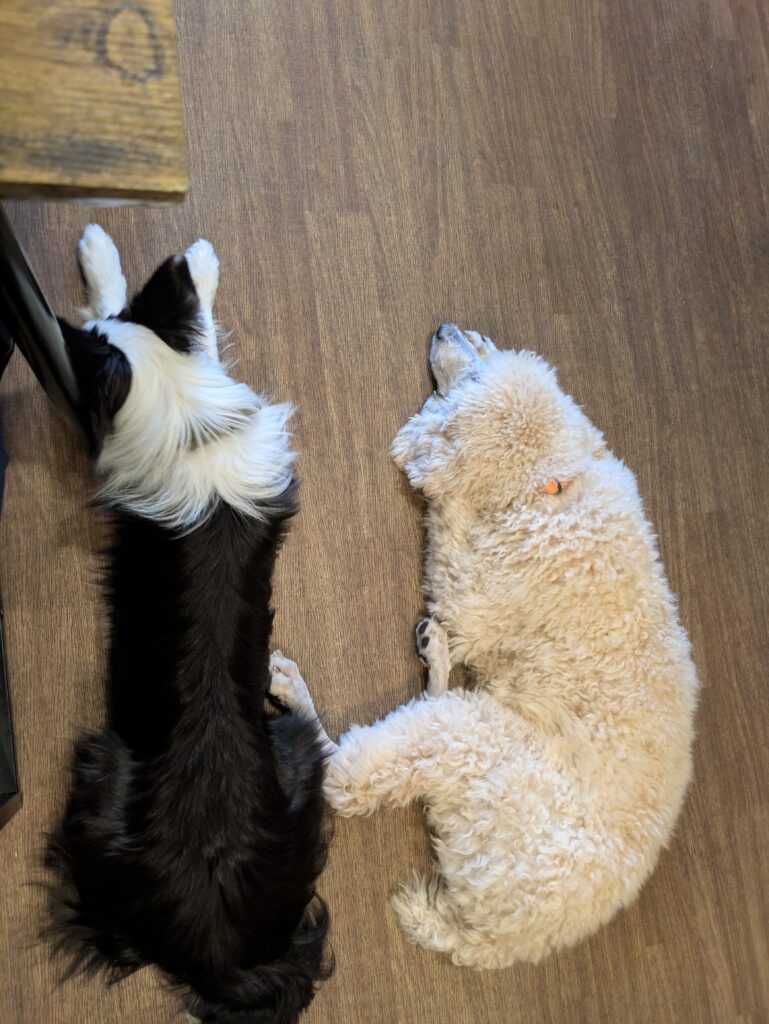 doggyscafe　9か月組
