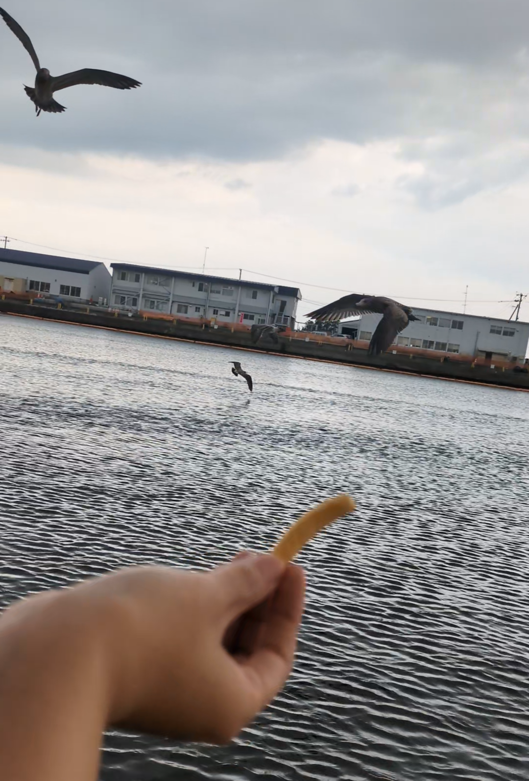 ウミネコ