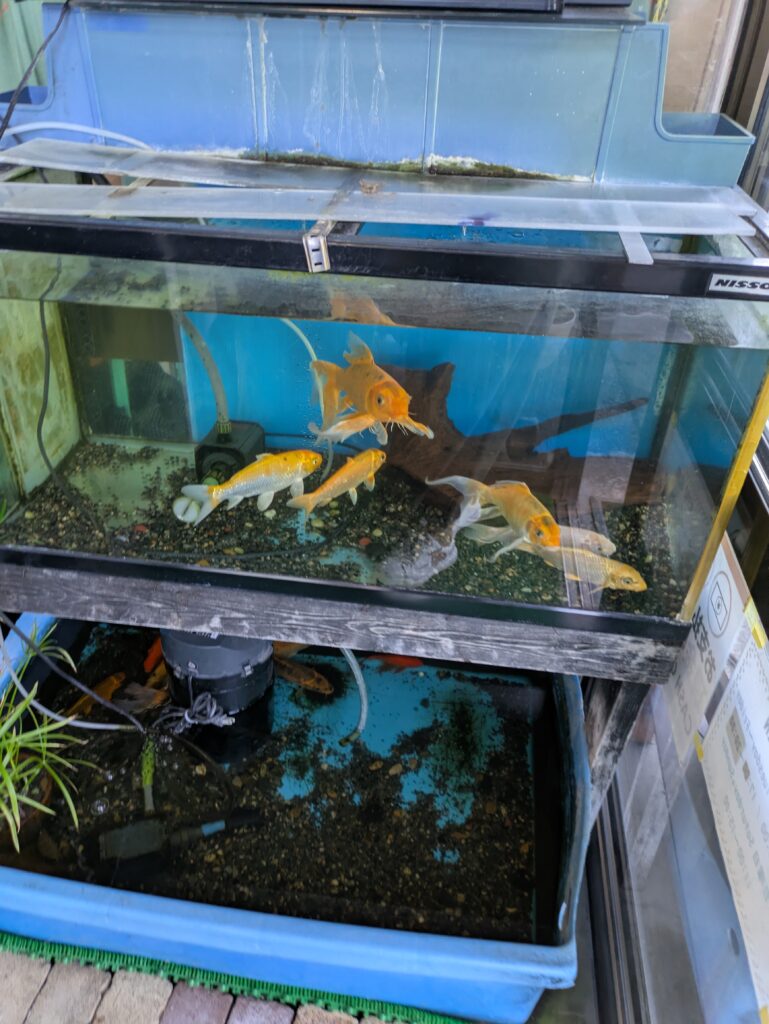 金魚