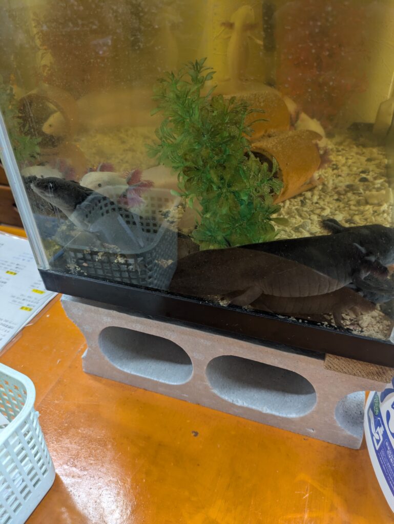 ウーパールーパー