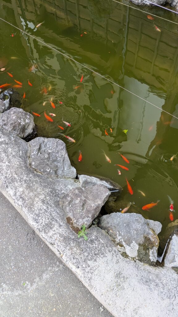 金魚
